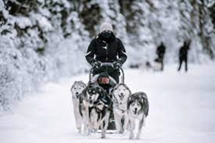Snowy Owl Dog Sled Tours <br><span id="valuep"><small>Value:</small> $656</span> - Image 2
