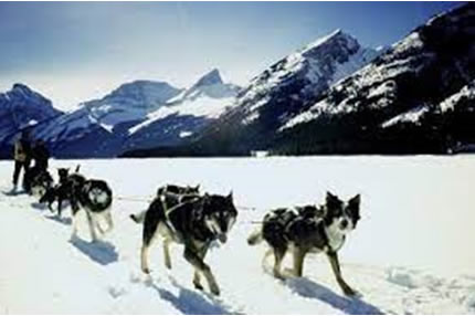 Snowy Owl Dog Sled Tours <br><span id="valuep"><small>Value:</small> $656</span> - Image 3